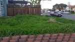 overgrown clovers and deep green grass in a Normal Heights Yard.