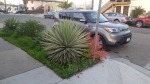 Super spikey plant on the curb rises to waist height menacing all who approach