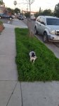 Tata the rescue dog looks for her spot to pee
